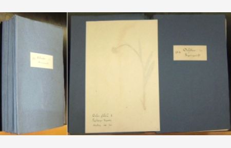 Privat angelegtes Herbarium um 1850. In 27 gefalteten Bögen aus besten Kanzleipapier gelegt.