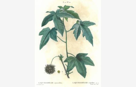 Liquidambar styraciflua. Zweig eines Amber- bzw. Storaxbaumes mit fünf meist fünflappigen Blättern sowie einer kugeligen, verholzten Kapsel.