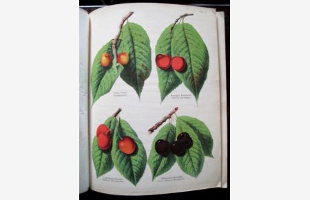 Abbildungen württembergischer Obstsorten. Zweite Abtheilung. Eine Sammlung vorzüglicher Steinobstfrüchte: Kirschen, Pflaumen, Aprikosen und Pfirsiche.