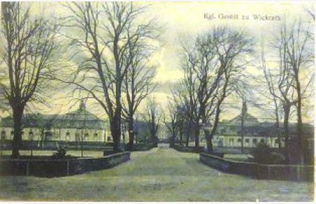 Kgl. Gestüt zu Wickrath.   - Am 01.05.1916 abgestempelte Foto-Postkarte.