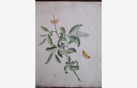 Handkolorierter Kupferstich aus English Moths and Butterflies.   - Sallow Moth - Common Sallow (Xanthia icterita - Salix cinerea, Asch-Weide).