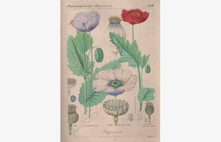 Herbarium Florae Germanicae. 39 altkolorierte Kupfertafeln mit Mohn und Veilchen - Darstellungen.