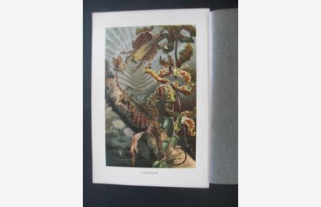 Flugdrache. (Gruppe aus zwei Draco timoriensis in Troppenfauna) Aus Brehms Tierleben, Ausgabe um 1890 / 1905.   - Farblithographie. Format ca. 16 x 24 cm.