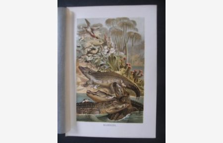 Nilkrokodil. (Gruppe aus vier Krokodilen, mit Vögeln und Nilfauna) Aus Brehms Tierleben, Ausgabe um 1890 / 1905.   - Farblithographie. Format ca. 16 x 24 cm.