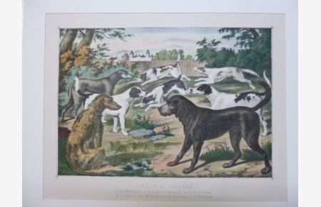 Hunting - A Group Hounds Dogs Lithographie Hund