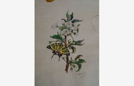 Schmetterling auf Kirschblüte. Gouache mit Deckfarben + Aquarell signiert Gerspacher um 1860