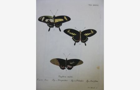 orig. kol. Kupferstich Schmetterling Papilion exotic Butterfly