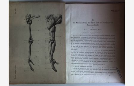 Die Rassenanatomie der Hand und die Persistenz der Rassenmerkmale (Auszug aus Roth: Anatom. Atlas)