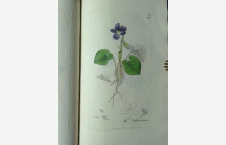 English Botany; or Coloured Figures of British Plants,   - with their essential characters, synonyms, and places of growth.