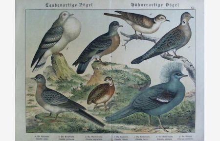 Taubenartige Vögel, Hühnerartige Vögel - Farbige Chromolithografie