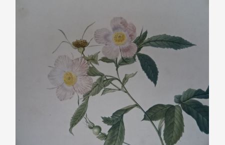 Rosa Alpina flore variegato. Rosier des Alpes à fleurs panachées. Kolorierter Kupferstich in Punktiermanier aus: Les Roses, Paris, 1824. 35 x 25, 5 cm.