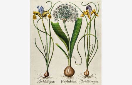 I. Moly latifolium. II. Iris bulbosa variegata. III. Iris bulbosa mixta. In der Mitte Porree oder Sommer-Lauch, rechts und links bunte spanische Schwertlilie.