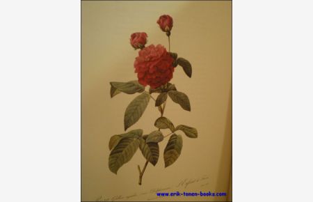 Roses, par P. J. Redoute, peintre de fleurs, dessinateur en titre de la Classe de Physique de l'Institut et du Museum d'Histoire naturelle.