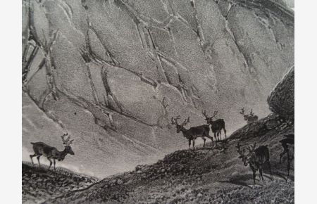 Ravin. Route de reykiavik à Thingvellir. Lithographie von A. Joly nach A. Mayer. Um 1830. 24 x 37, 5 cm.