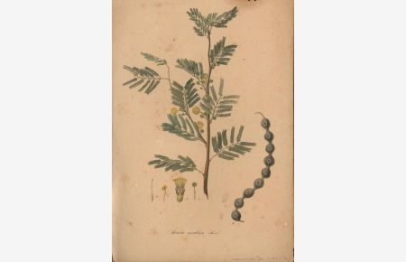 Acacia arabica, Botanische Studie,