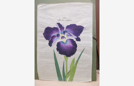 Iris Kaempferi: Shishi-odori. Original-Aquarell auf Japanpapier – offenbar als Vorlage für die Yokohoma Nursery School Co. , Ltd. für deren Mappenwerke zur Japanischen Iris.