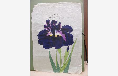 Iris Kaempferi: Kuma-funjin. Original-Aquarell auf Japanpapier – offenbar als Vorlage für die Yokohoma Nursery School Co. , Ltd. für deren Mappenwerke zur Japanischen Iris.
