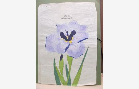 Iris Kaempferi: Hana-aoi. Original-Aquarell auf Japanpapier – offenbar als Vorlage für die Yokohoma Nursery School Co. , Ltd. für deren Mappenwerke zur Japanischen Iris.