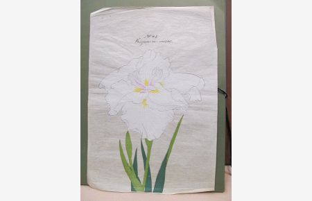 Iris Kaempferi: Kigan-no-misao. Original-Aquarell auf Japanpapier – offenbar als Vorlage für die Yokohoma Nursery School Co. , Ltd. für deren Mappenwerke zur Japanischen Iris.