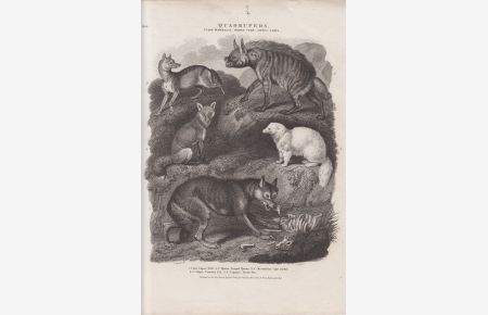 Orig. Kupferstich: Quadrupeds. v. J. Scott ( Wolf , Fuchs u. a. )  - Class Mammalia, Order ferae, Genus canis.