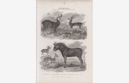 Orig. Kupferstich: Quadrupeds. v. J. Scott ( Antilope Ziege u. a. )  - Class Mammalia, Genus antilope, Antelope.