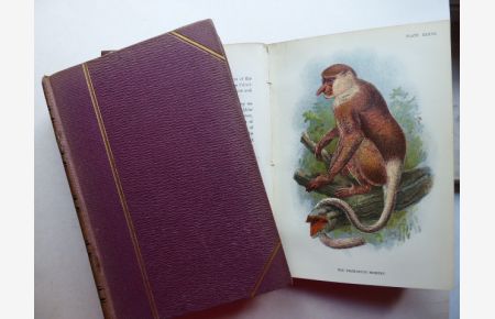 A Hand-Book to the Primates. Voume I and Volume II (so complete in two volumes).