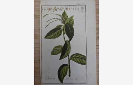 Petiveria alliacea. Altkolorierter Kupferstich von A. Zorn aus: Icones Plantarum Medicinalium. Nürnberg, um 1780. 16 x 9 cm.