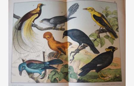 Museo Zoologico II. Storia Naturale degli Uccelli. (Vögel) Mit 30 farbig lithographierten Doppeltafeln.
