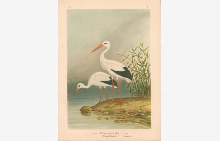 Ciconia Ciconia Weisser Storch, Original-Farblithografie