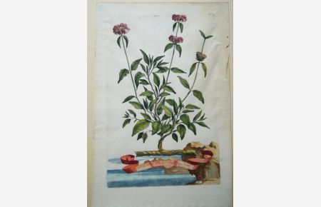 Verbascum salviae folio arborescens flore luteo. Original kolorierter Kupferstich um 1696. Plattenmaß ca. 32 x 21 cm. Blattgröße ca. 38, 5 x 25 cm.