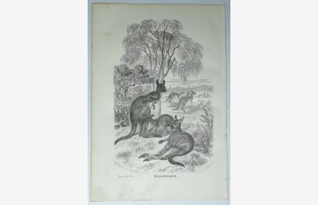Riesenkänguru - Holzstich aus Brehms Thierleben - 1877.