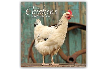 Chickens - Hühner 2027 - 16-Monatskalender  - Original Gifted Stationery-Kalender [Mehrsprachig] [Kalender]